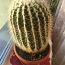 Kaktus 🌵 (foto #2)