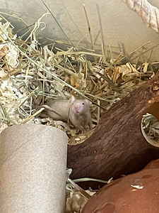 Мышь Mus Musculus Domestica (6 фото из 8)