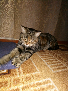 Кошка ищет новый дом