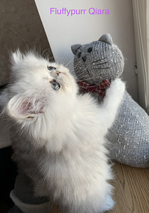 Персидский котенок (3 фото из 3)
