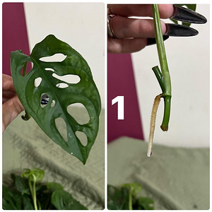 Monstera adansonii (mini monstera) (1 foto / 6)