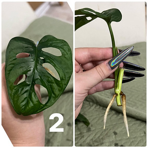 Monstera adansonii (mini monstera) (2 foto / 6)