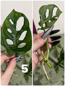 Monstera adansonii (mini monstera) (4 foto / 6)
