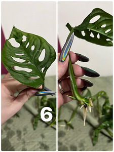 Monstera adansonii (mini monstera) (5 foto / 6)