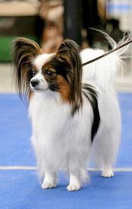 Papillon puppies (8 foto / 9)