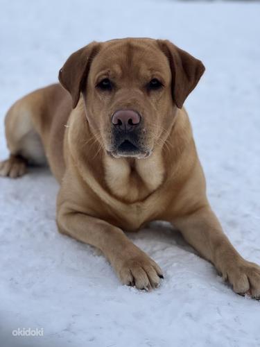 Labrador (foto #4)