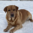 Labrador (foto #5)