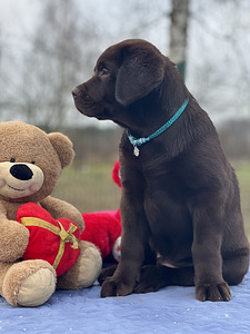 Labrador (2 foto / 10)