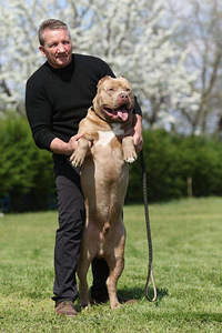 American bully XXL (5 foto / 8)