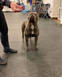 American bully XXL (6 foto / 8)