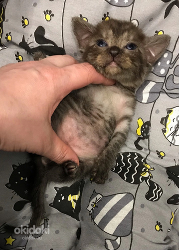 Коричневая черепаха.Европейская Бурма котята. (фото #6)
