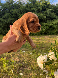 Angļu kokerspaniels (3 foto / 6)