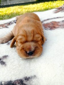 Angļu kokerspaniels (1 foto no 3)