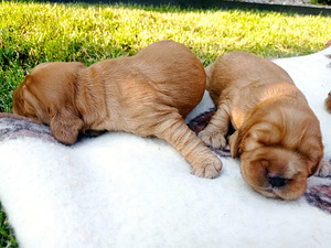 Angļu kokerspaniels (2 foto no 3)