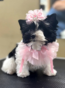 Color Yorkie (1 foto / 3)
