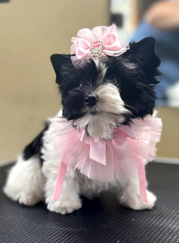 Color Yorkie