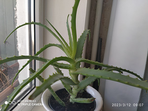Aaloe ravimlill (1 foto / 1)