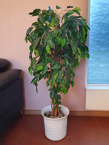 Искуственное дерево . (1 фото из 3)