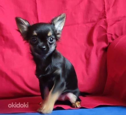 Chihuahua, LILY (foto #1)