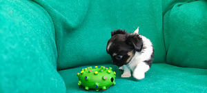 Chihuahua kutsikad bron (2 foto / 2)