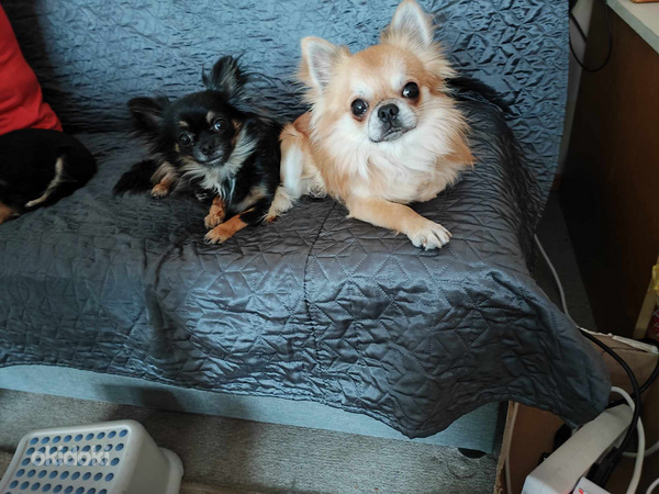 Emane Chihuahua kutsikas Lady. Ema ja isa foto (foto #5)