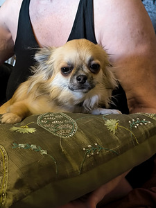 Emane Chihuahua kutsikas (tõutunnistusega) (3 foto / 3)