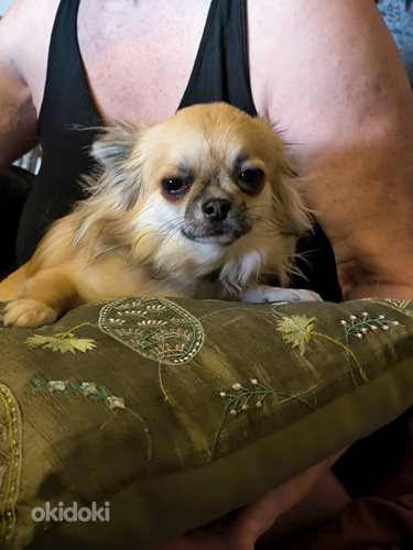 Emane Chihuahua kutsikas (tõutunnistusega) (foto #3)