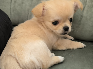Emane Chihuahua kutsikas Eesti päritolu (4 foto / 7)