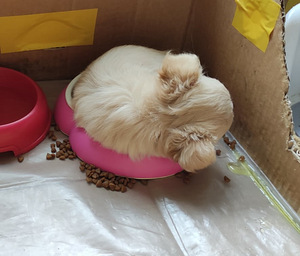 Emane Chihuahua kutsikas Eesti päritolu (7 foto / 7)
