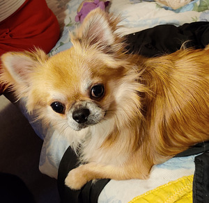 Isane Chihuahua kutsikas Eesti päritolu. (5 foto / 7)
