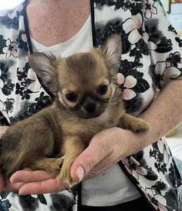 Isane Chihuahua kutsikas Eesti päritolu. (1 foto / 7)
