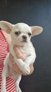 Chihuahua tüdrukud (2 foto / 3)