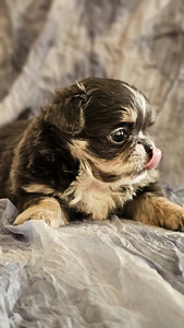 Sinine chihuahua. (1 foto / 2)