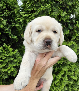 Labradori retriiver (4 foto / 10)