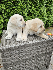 Labradori retriiver (6 foto / 10)
