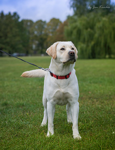 Labradori retriiver (10 foto / 10)