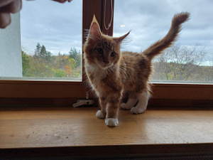Котёнок Мейн-кун (4 фото из 7)