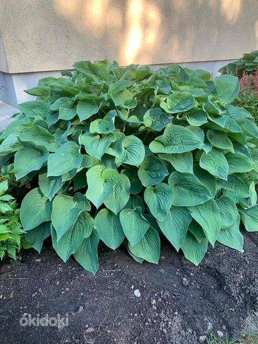 Hosta Plantaginea