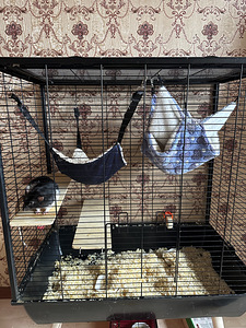 Rotid 2 poissi koos puuriga 30€ (1 foto / 3)