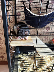Rotid 2 poissi koos puuriga 30€ (3 foto / 3)