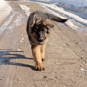 Vācu garspalvainie aitu kucēni (3 foto no 9)