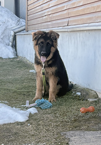 Vācu garspalvainie aitu kucēni (7 foto no 9)