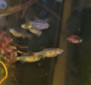 Danio, mõõksaba, krevetid, õunatigu, scalaria (7 foto / 10)