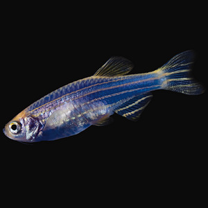 Danio, mõõksaba, krevetid, õunatigu, scalaria (2 foto / 10)