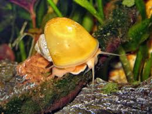 Danio, mõõksaba, krevetid, õunatigu, scalaria (5 foto / 10)