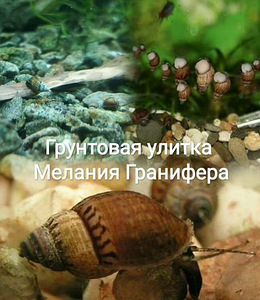 Danio, mõõksaba, krevetid, õunatigu, scalaria (10 foto / 10)