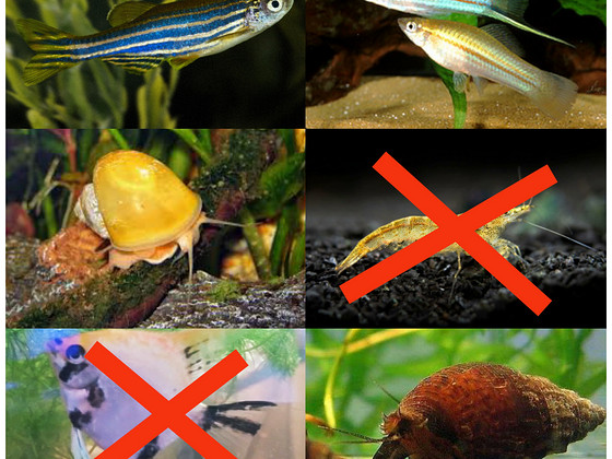 Danio, mõõksaba, õunatigu