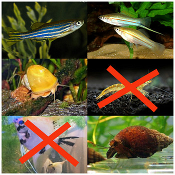 Danio, mõõksaba, õunatigu