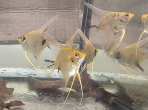 Skalaarid Koi Beebid (2 foto / 5)