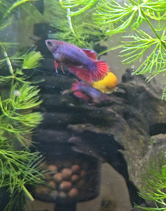 Рыбка петушок, самки, betta splendens (4 фото из 9)